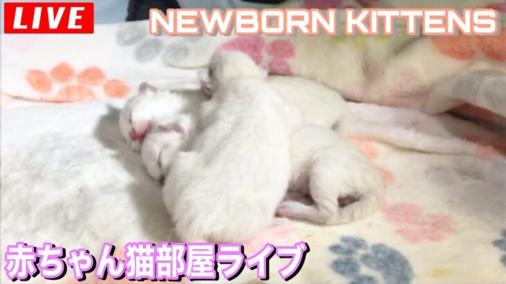 【生ライブ】赤ちゃん猫部屋癒しまったりライブ配信中😸3 Newborn Kittens Live Streaming!