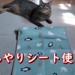 【猫動画】#8　ひんやりシート敷いてみました　キジトラ　猫　癒し