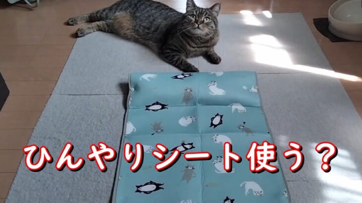 【猫動画】#8　ひんやりシート敷いてみました　キジトラ　猫　癒し