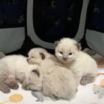 【生ライブ】赤ちゃん猫癒しまったりライブ配信中😸Newborn Kittens Live Streaming