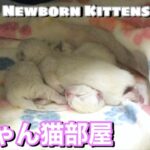 【生ライブ】赤ちゃん猫癒しまったりライブ配信中😸Newborn Kittens Live Streaming