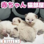 【生ライブ】赤ちゃん猫癒しまったりライブ配信中😸Newborn Kittens Live Streaming