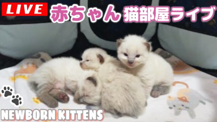 【生ライブ】赤ちゃん猫癒しまったりライブ配信中😸Newborn Kittens Live Streaming