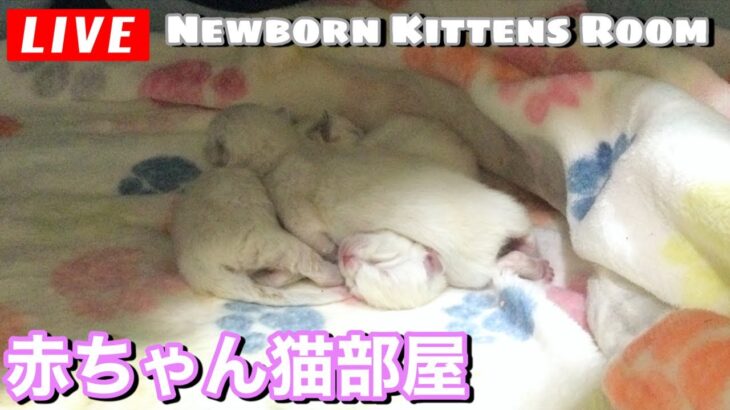 【生ライブ】赤ちゃん猫癒しまったりライブ配信中😸Newborn Kittens Live Streaming