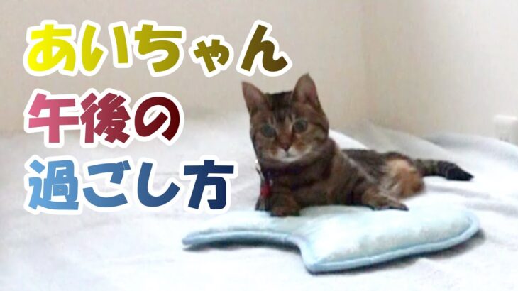 あいちゃんの午後タイム【２本足の癒し猫 あいちゃん】No.353