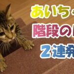 ２本足で階段のぼり！【２本足の癒し猫 あいちゃん】No.355