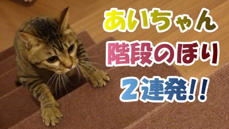 ２本足で階段のぼり！【２本足の癒し猫 あいちゃん】No.355