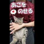 甘えん坊の子猫、手の上にあごをのせてくるのが超かわいい #Shorts