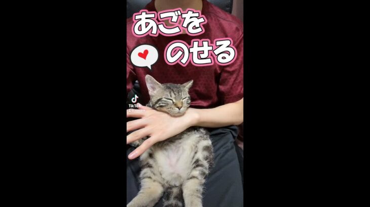 甘えん坊の子猫、手の上にあごをのせてくるのが超かわいい #Shorts