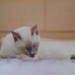 おやすみ前の毛繕い 猫 トンキニーズ cat tonkinese かわいい