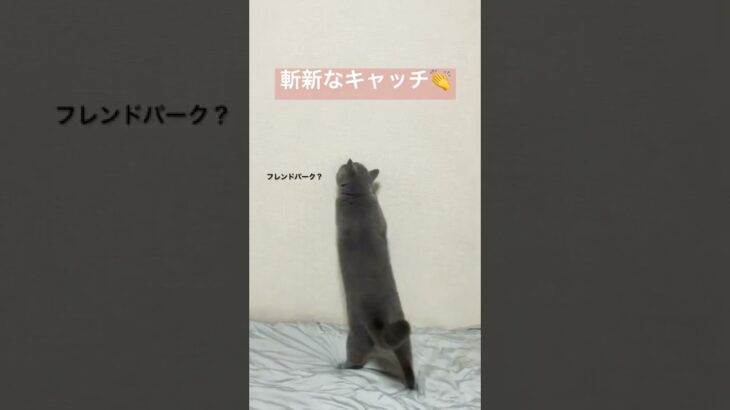 斬新なキャッチをする猫 #cutecat #britishshorthair #cat #かわいい #ブリティッシュショートヘア #猫 #ねこ #癒し #bsh