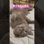 幸せそうに眠る猫🐱（子猫時代） #cutecat #britishshorthair #cat #かわいい #ブリティッシュショートヘア #猫 #ねこ #癒し #bsh #kitten #子猫