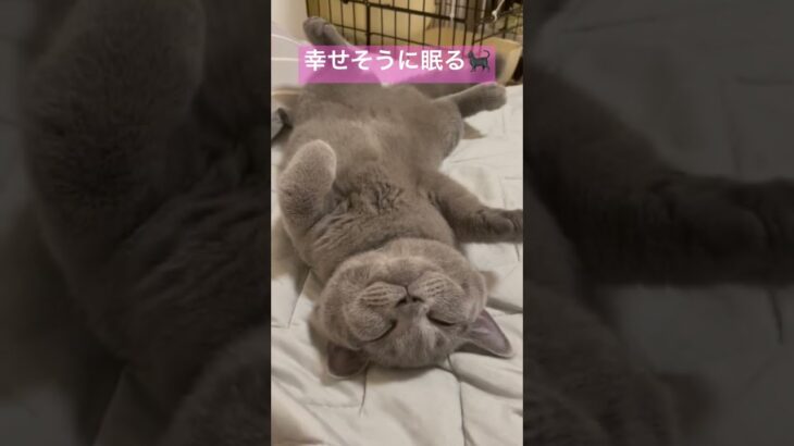 幸せそうに眠る猫🐱（子猫時代） #cutecat #britishshorthair #cat #かわいい #ブリティッシュショートヘア #猫 #ねこ #癒し #bsh #kitten #子猫