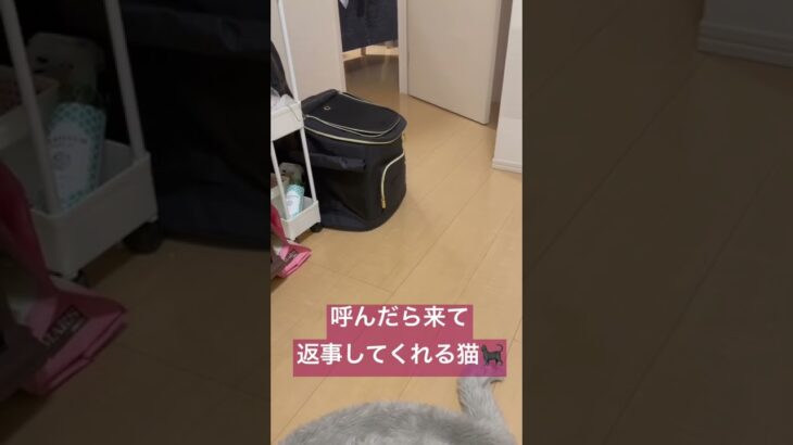 呼んだら来て返事してくれる猫😽（子猫時代）#cutecat #britishshorthair #cat #かわいい #ブリティッシュショートヘア #猫 #癒し #kitten #bsh #子猫