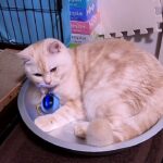 【長編癒し猫動画】猫鍋と魔球は最強コンビ【healing cat video】Cat pot and MagicBall are the strongest combination