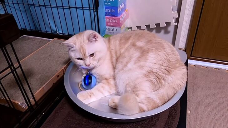 【長編癒し猫動画】猫鍋と魔球は最強コンビ【healing cat video】Cat pot and MagicBall are the strongest combination