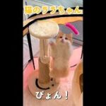 #shorts 猫じゃらしハプニング/短足マンチカンのララちゃん