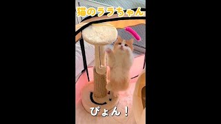 #shorts 猫じゃらしハプニング/短足マンチカンのララちゃん