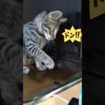 子猫が悪さしたので犬と反省させてみた #shorts