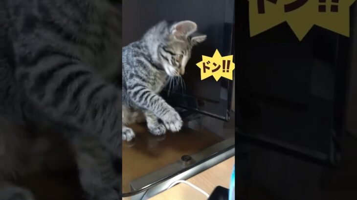 子猫が悪さしたので犬と反省させてみた #shorts