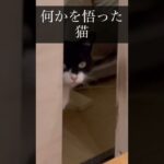 何かを悟った猫　　#shorts