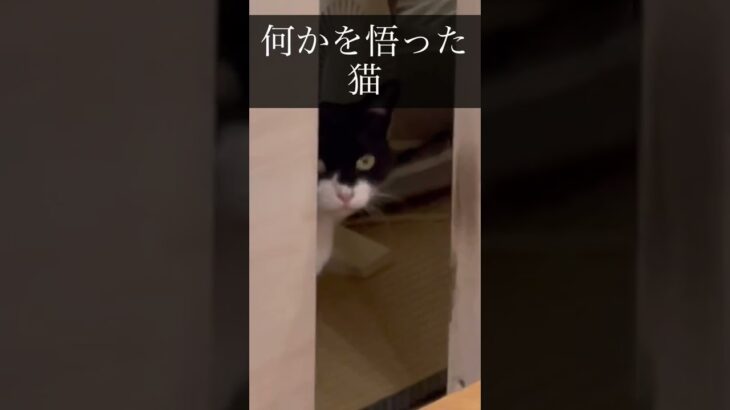 何かを悟った猫　　#shorts