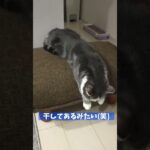 干物ねこ？？ #shorts #TikTok #猫 #ミヌエット #脱力 #おもしろ #干物 #かわいい