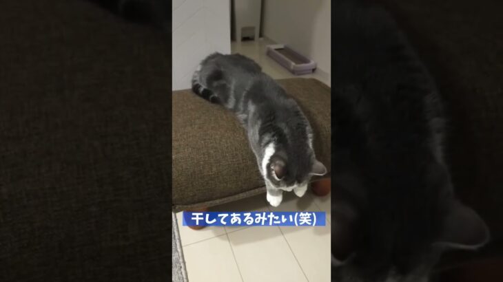 干物ねこ？？ #shorts #TikTok #猫 #ミヌエット #脱力 #おもしろ #干物 #かわいい