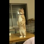 【おもしろ動画】 ふと見たら立ってた #shorts  #猫 #cat #ねこ