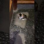 子猫が走った