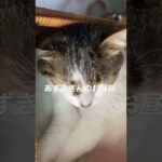 【あずき】お腹丸出しお昼寝    #ねこのいる暮らし  #猫の癒し