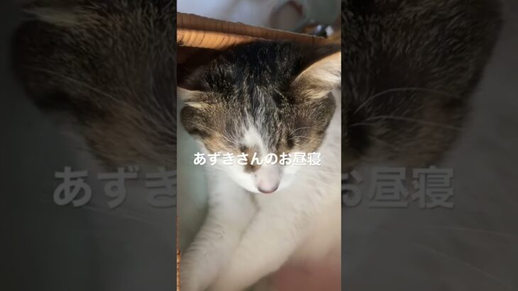 【あずき】お腹丸出しお昼寝    #ねこのいる暮らし  #猫の癒し