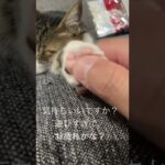 肉球スパ　猫と人の癒しの時間