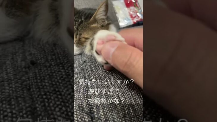 肉球スパ　猫と人の癒しの時間