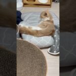 使い方は人それぞれ　子猫マンチカンまんじろう