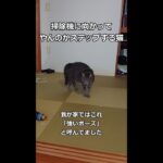 掃除機に向かってやんのかステップする猫