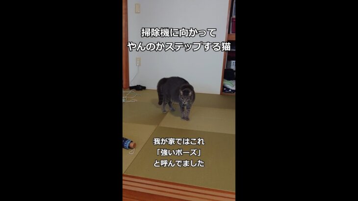 掃除機に向かってやんのかステップする猫