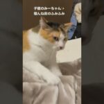 子猫のみーちゃん✨お寝んね前のふみふみ🌙