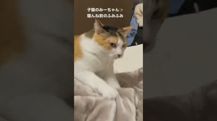 子猫のみーちゃん✨お寝んね前のふみふみ🌙