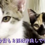 【猫】究極の癒し☆寝る前にどうぞ