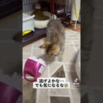 【子猫】最強の敵