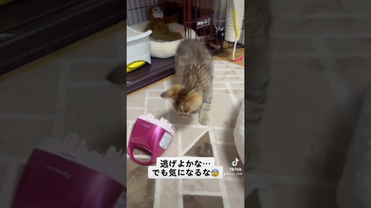 【子猫】最強の敵