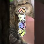 雑誌のゴミ箱にすっぽり入るミヌエット子猫