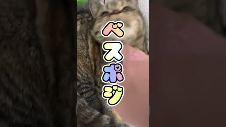 雑誌のゴミ箱にすっぽり入るミヌエット子猫