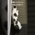 子猫のココちゃん✨あみどのぼり😽