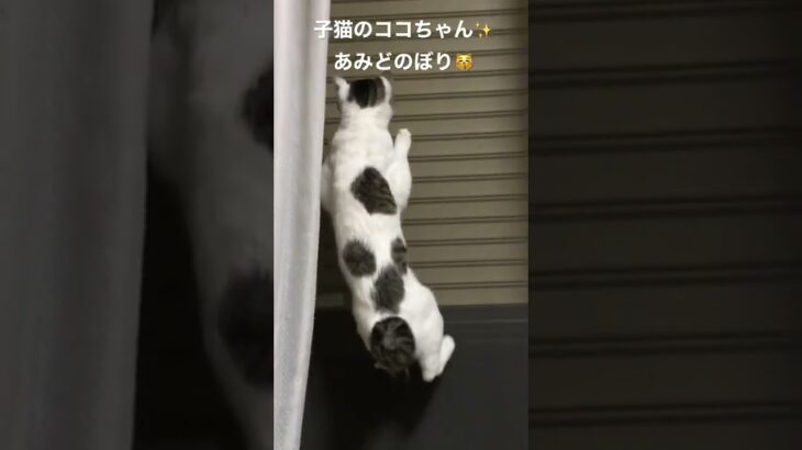 子猫のココちゃん✨あみどのぼり😽