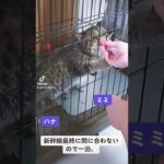 お世話係の練習《エキゾチックショートヘア子猫》