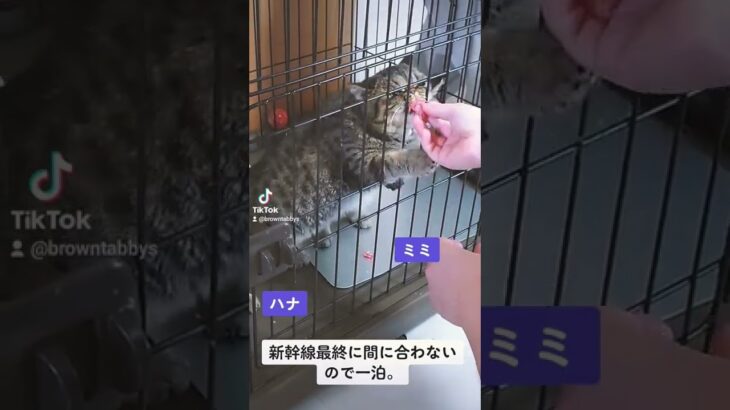 お世話係の練習《エキゾチックショートヘア子猫》