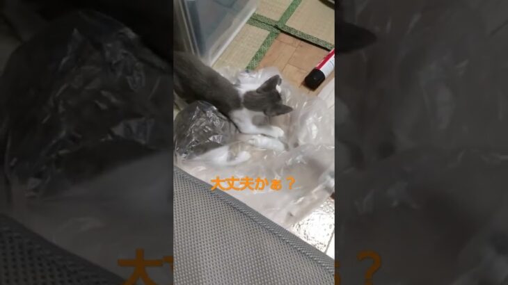 ごみ袋から兄弟を出してあげる優しい子猫