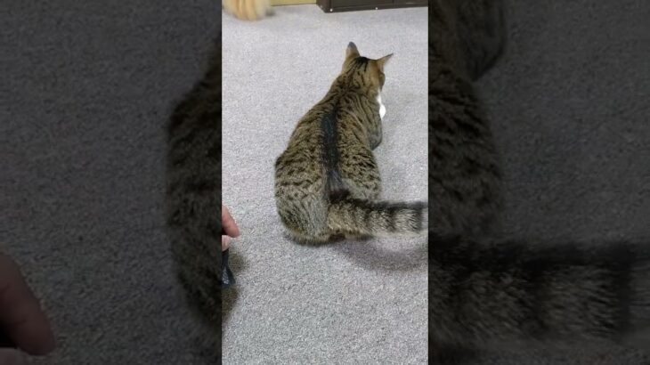 お尻トントンされて溶けてゆくキジトラ猫がかわいい